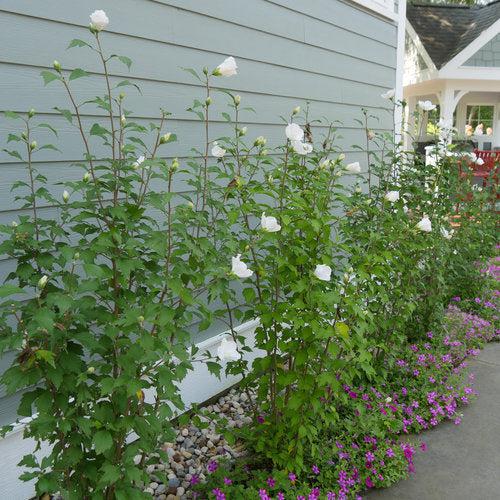 Hibiscus syriacus 'Gandini van Aart'  - PW® White Pillar® Rose of Sharon - Shipped