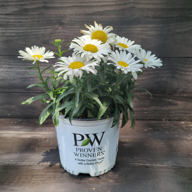 Amazing Daisies® Daisy May® Shasta Daisy - Shipped