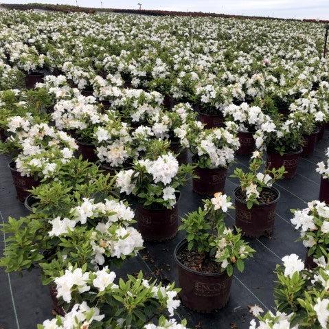 Rhododendron ‘Roblex’  - Encore® Autumn Lily™ Azalea - Shipped