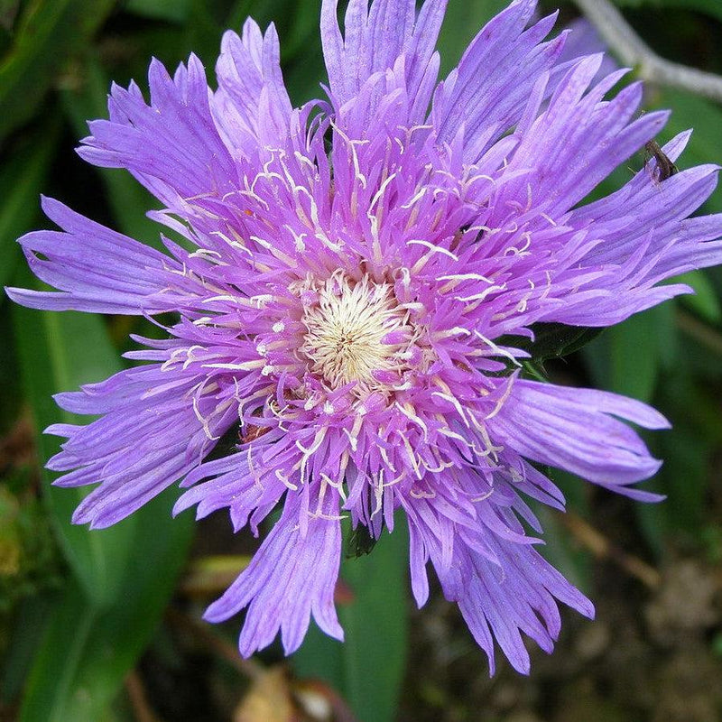 Honeysong Purple Stoke's Aster - Shipped