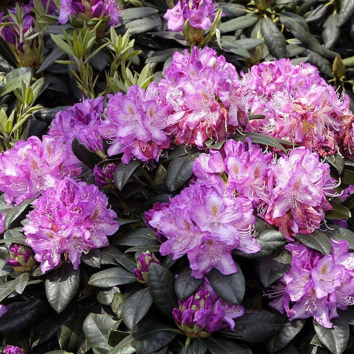 Minnetonka Rhododendron - Shipped