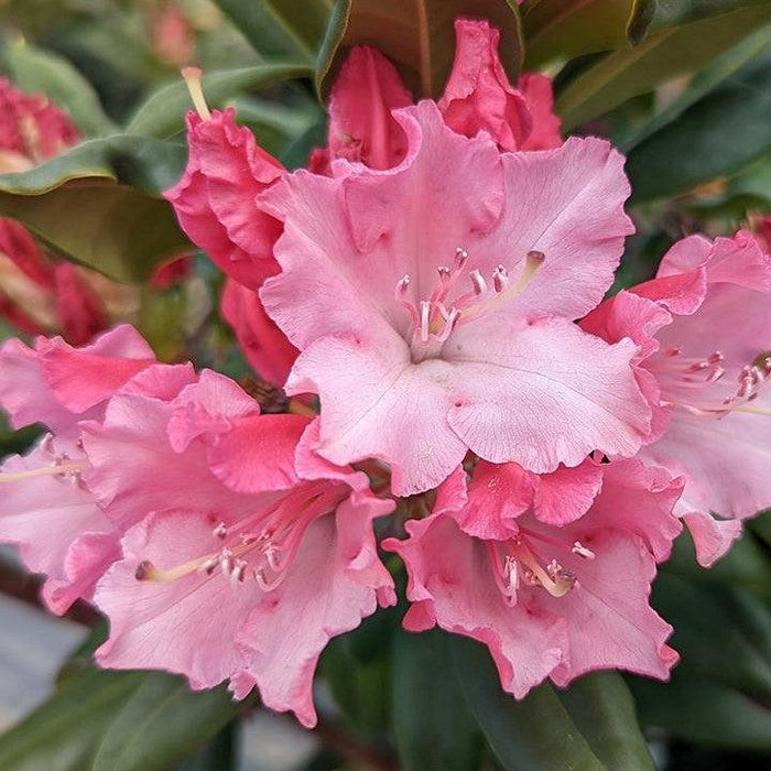 Rhododendron x 'NCRX1'  - Dandy Man Color Wheel® Rhododendron - Shipped
