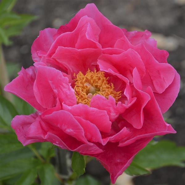 Paeonia lactiflora 'Paula Fay'  - Paula Fay Peony - Shipped