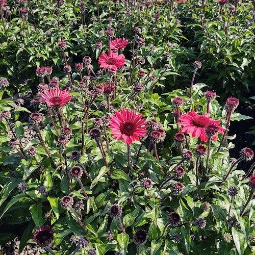 Echinacea 'Panama Red'  - Panama® Red Coneflower - Shipped
