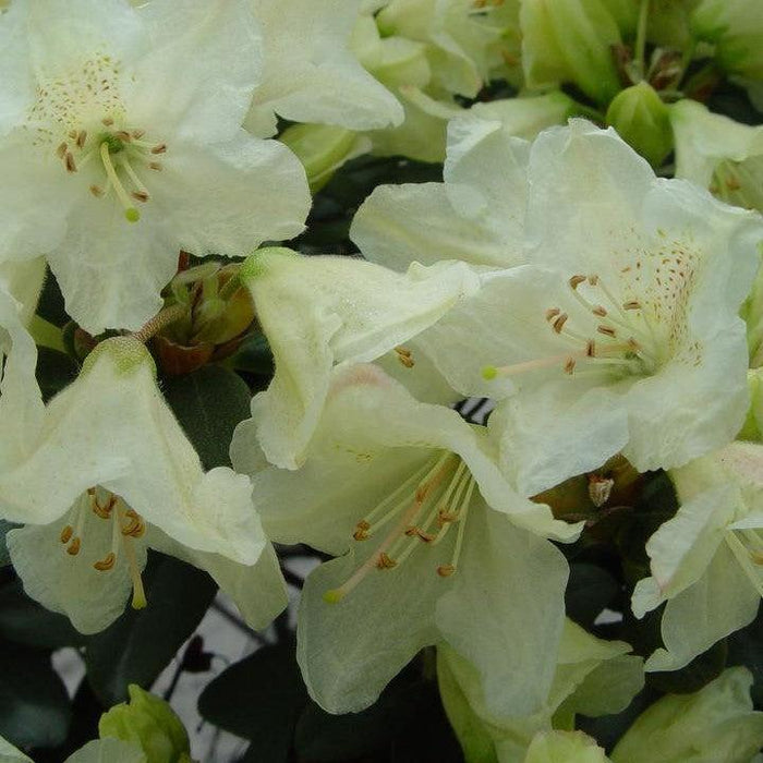 Rhododendron x 'Towhead'  - Towhead Rhododendron - Shipped