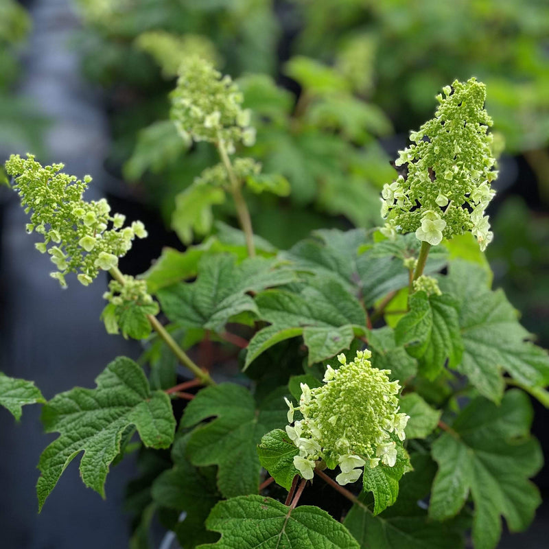 Ruby Slippers Oakleaf Hydrangea - Shipped