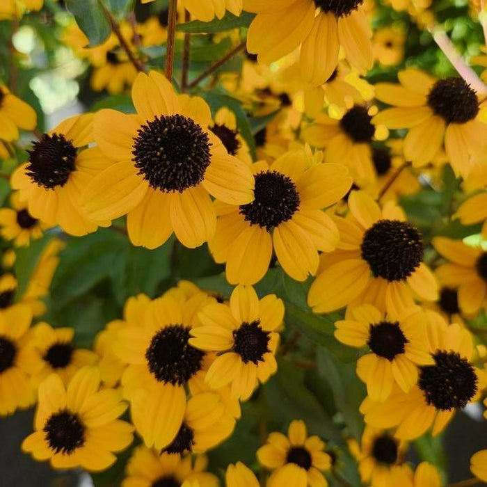 Rudbeckia triloba  - Three Lobed Coneflower - Shipped