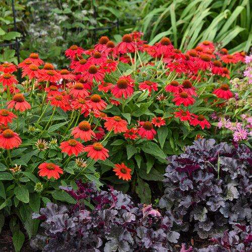 PW® Summersong™ Firefinch™ Coneflower - Shipped