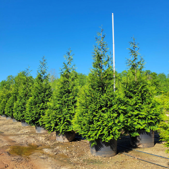 Thuja x 'Green Giant'