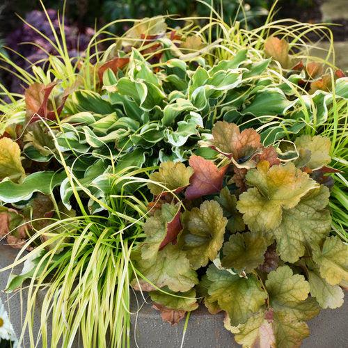 Heuchera 'Toffee Tart' PP33,694  - Dolce® Toffee Tart Heuchera - Shipped