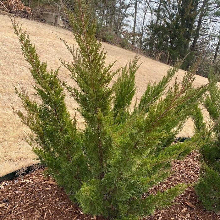Juniperus chinensis 'Sea Green'  - Sea Green Juniper - Shipped