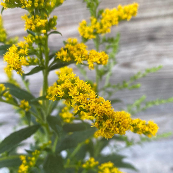 Solidago rugosa 'Fireworks'  - Fireworks Goldenrod - Shipped