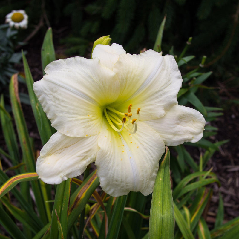 Joan Senior Daylily - Shipped