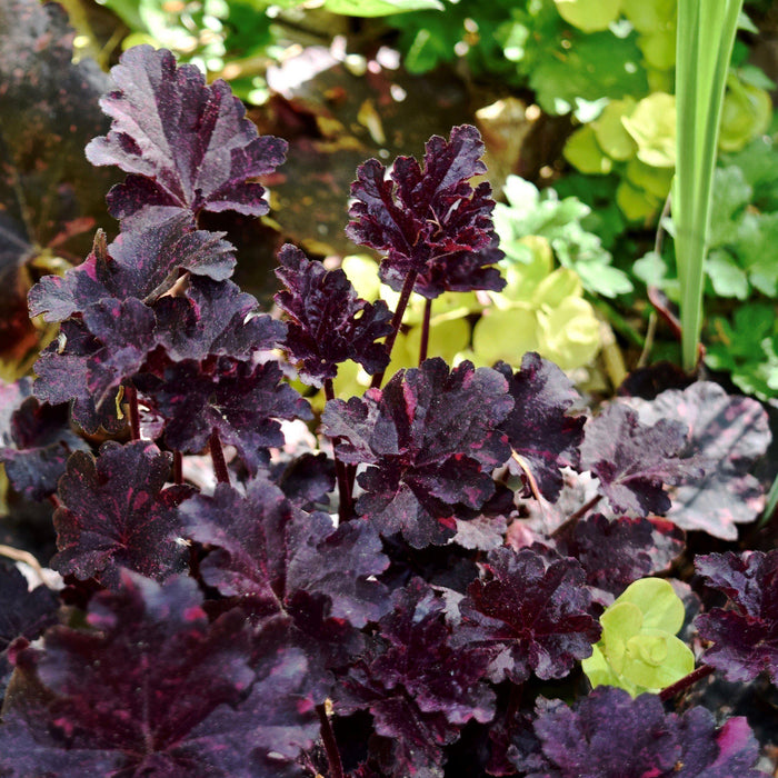 Heuchera x 'Midnight Rose'  - Midnight Rose Coral Bells - Shipped