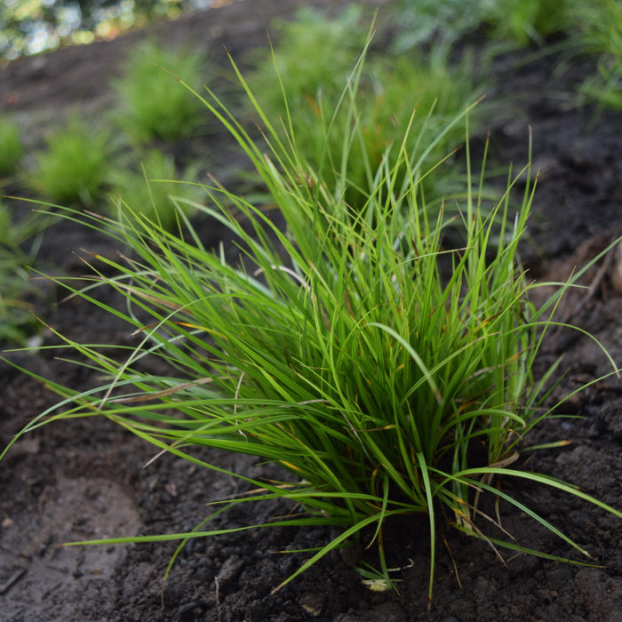 Carex pensylvanica  - Pennsylvania Sedge - Shipped