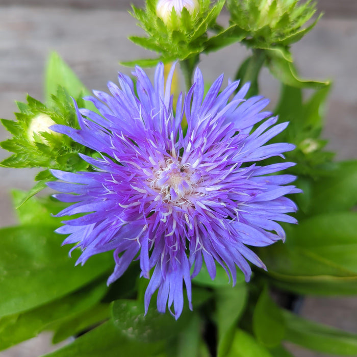 Stokesia laevis 'Peachie's Pick'  - Peachie's Pick Stoke's Aster - Shipped