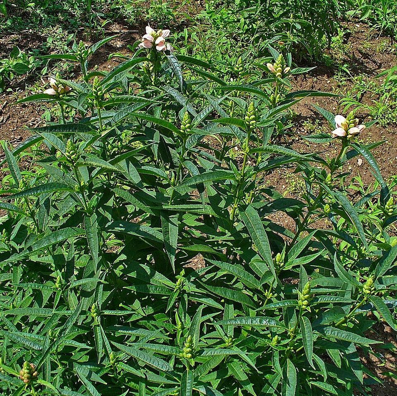 White Turtlehead - Shipped