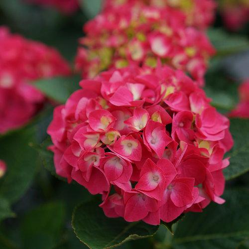 Wee Bit Giddy® Hydrangea - Shipped