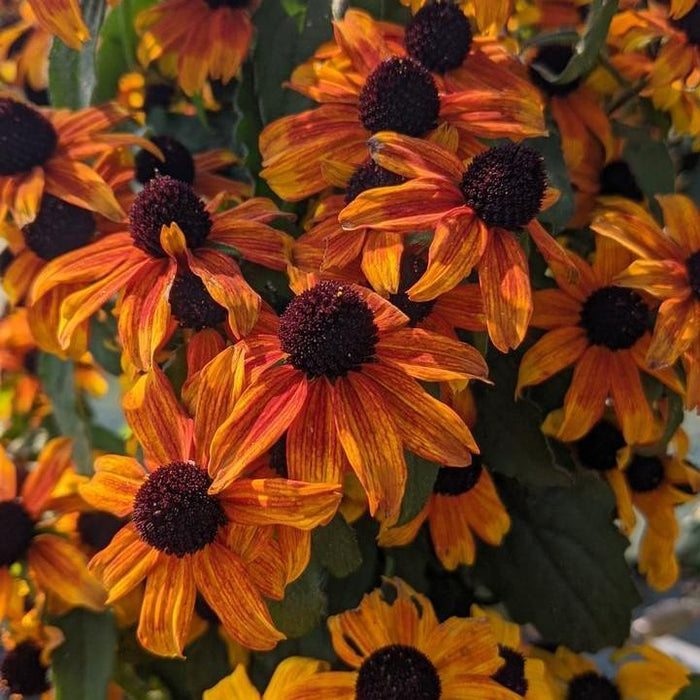 Rudbeckia triloba 'Prairie Glow'  - Prairie Glow Coneflower - Shipped