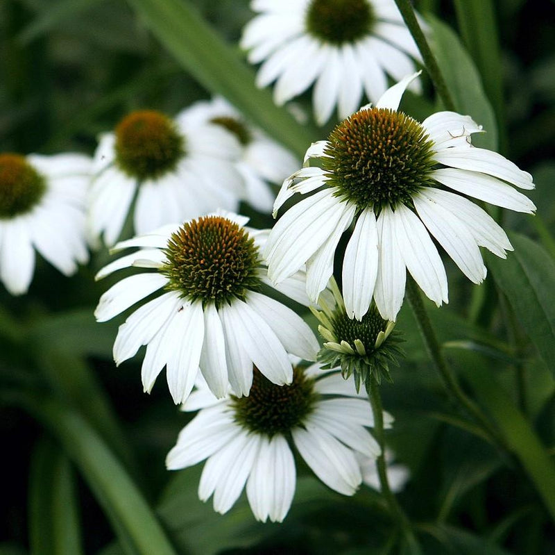 White Swan Echinacea, Coneflower - Shipped