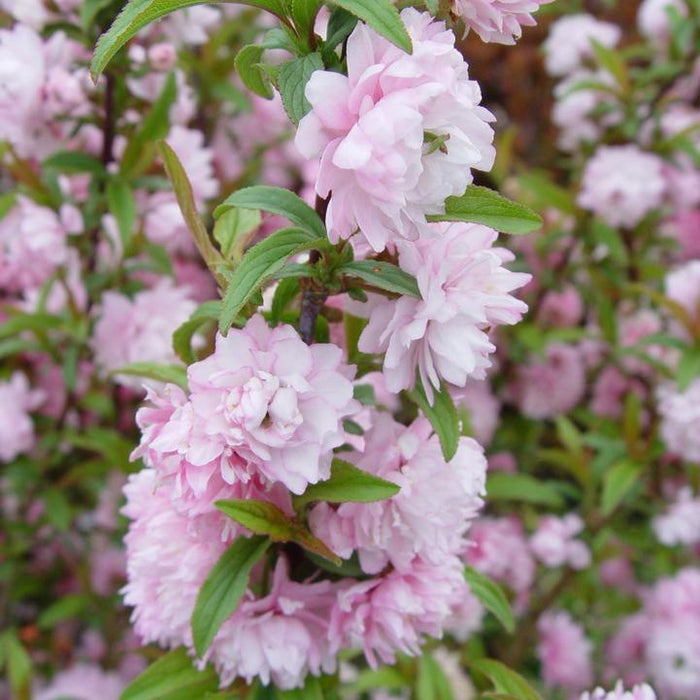 Prunus glandulosa 'Rosea'  - Pink Flowering Almond - Shipped