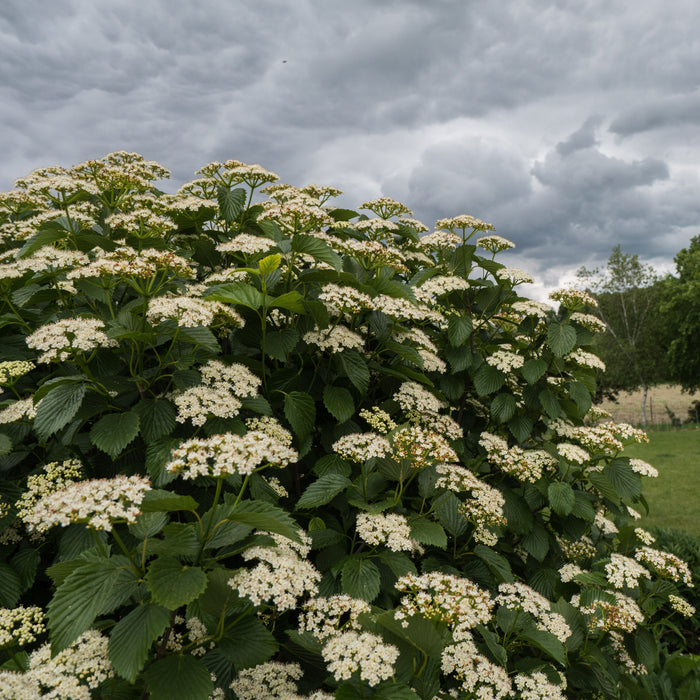 Viburnum dentatum 'Ralph Senior'  - Autumn Jazz® Viburnum - Shipped