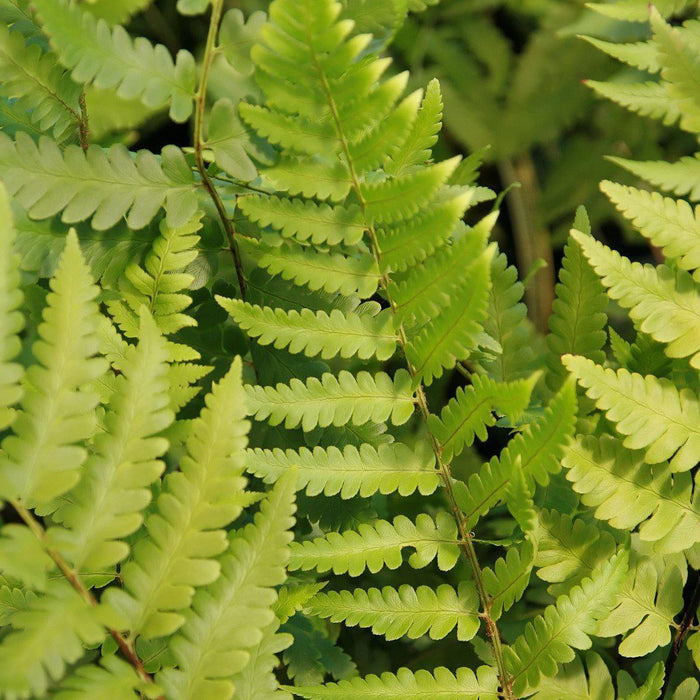 Dryopteris x australis  - Dixie Wood Fern - Shipped