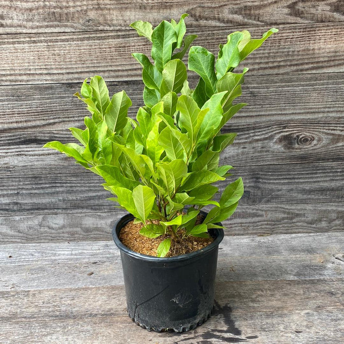 Magnolia 'Ann'  - Ann Magnolia - Shipped
