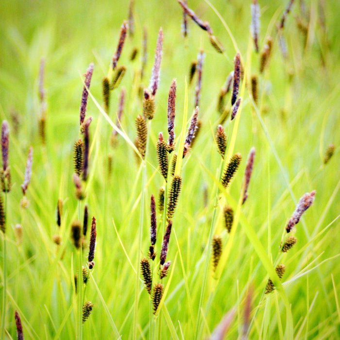 Carex stricta  - Tussock Sedge - Shipped