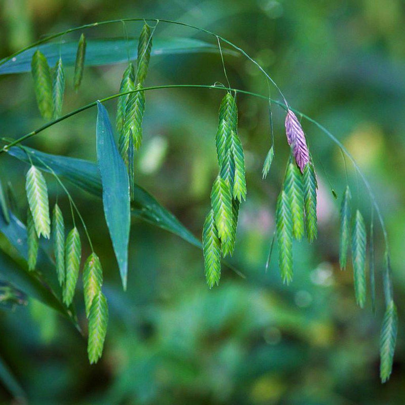 River Oats, Inland Sea Oats - Shipped