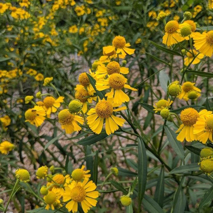 Helenium autumnale  - Common Sneezeweed - Shipped