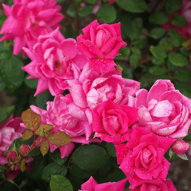 Double Pink Knock Out® Rose - Shipped