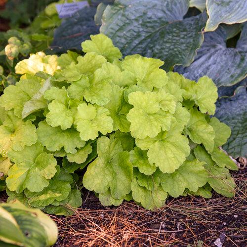 Heuchera 'Pistachio Ambrosia'  - Primo® Pistachio Ambrosia Heuchera - Shipped