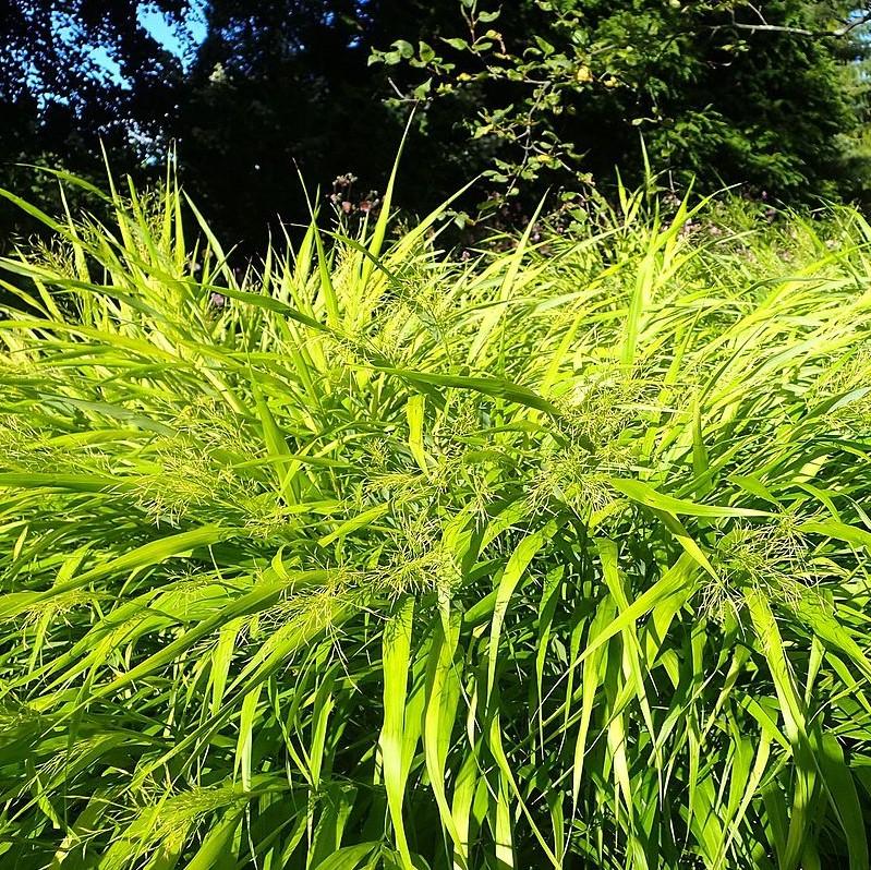 All Gold Japanese Forest Grass, Hakone Grass - Shipped