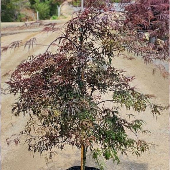 Acer palmatum var. dissectum 'Tamukeyama'  - Tamukeyama Japanese Maple - Shipped