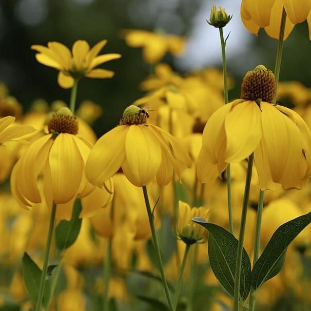 Rudbeckia laciniata 'Autumn Sun'  - Autumn Sun Cutleaf Coneflower - Shipped