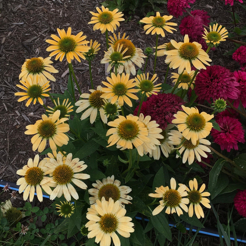 Mellow Yellows Echinacea - Shipped