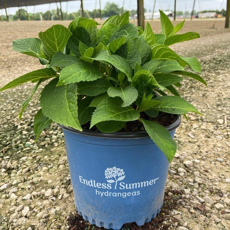 Endless Summer® The Original Hydrangea - Shipped