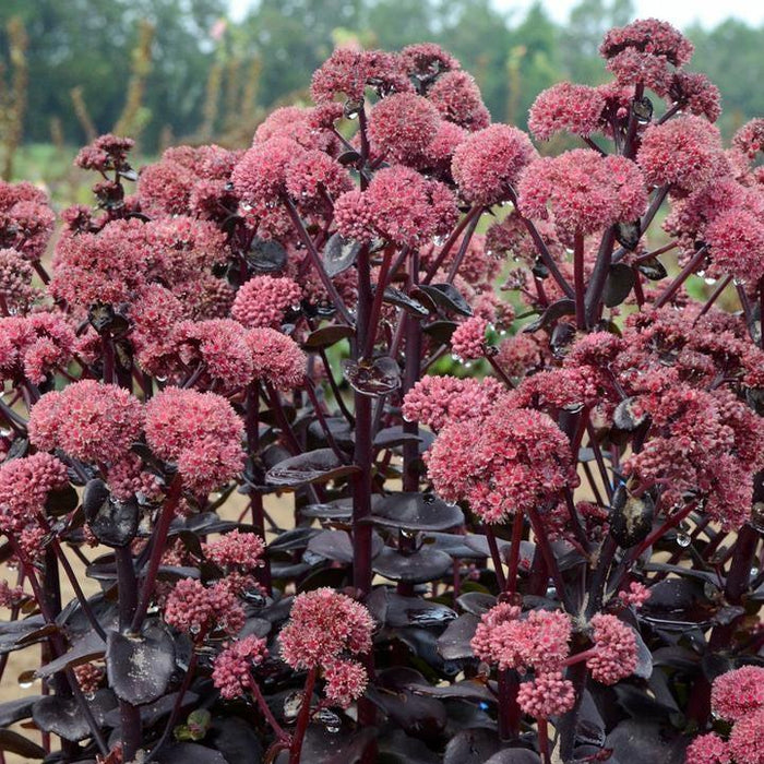 Sedum 'Night Embers'  - Night Embers Stonecrop - Shipped