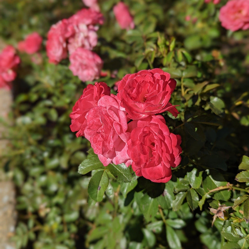 Sweet Drift® Rose - Shipped