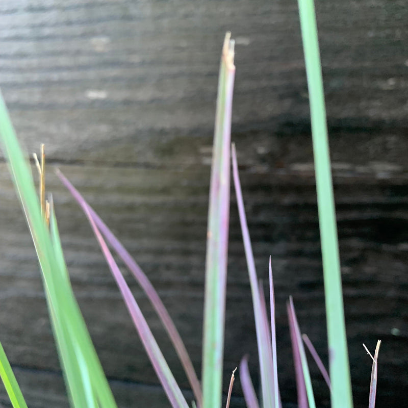 Standing Ovation Little Bluestem - Shipped