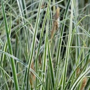 Carex oshimensis 'CarFit01'  - Evercolor® Everest Variegated Sedge - Shipped