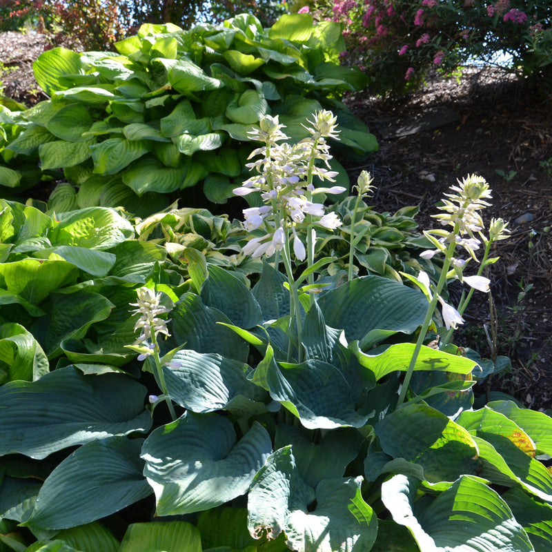 Elegans Hosta - Shipped