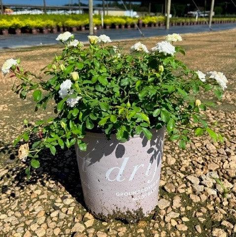 White Drift® Rose - Shipped