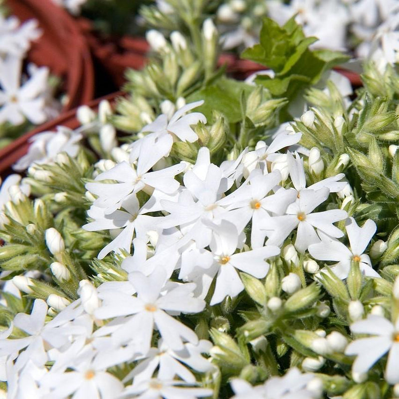 Snowflake Creeping Phlox - Shipped