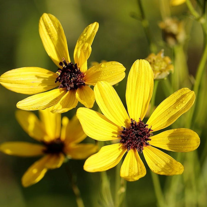 Coreopsis tripteris 'Gold Standard'  - Gold Standard Tall Tickseed - Shipped
