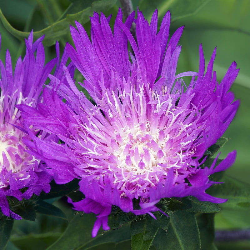 Honeysong Purple Stoke's Aster - Shipped