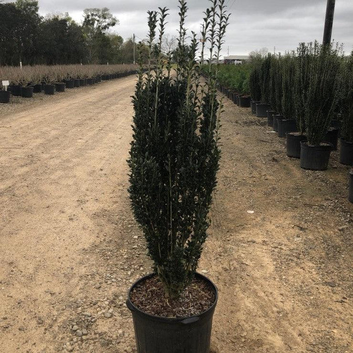 Ilex crenata 'Sky Pencil'  - Sky Pencil Japanese Holly - Shipped