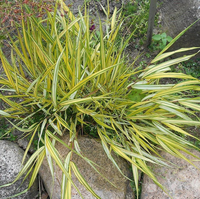 Hakonechloa macra 'Aureola'  - Golden Japanese Forest Grass, Hakone Grass - Shipped