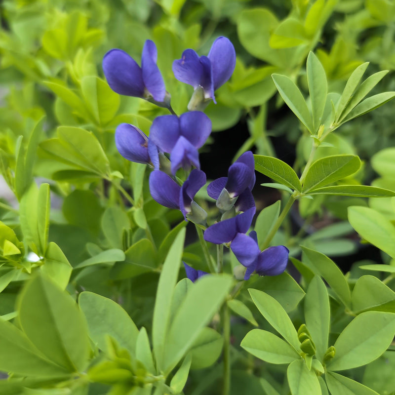 Blue False Indigo - Shipped
